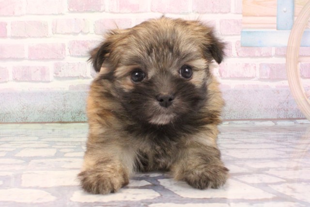 滋賀県のポメマル/マルポメ(ポメラニアン×マルチーズ) (Coo&RIKU長浜店/2025年12月7日生まれ/女の子/フォーン)の子犬の1枚目の画像