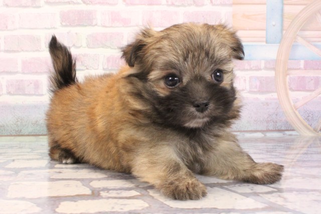 滋賀県のポメマル/マルポメ(ポメラニアン×マルチーズ) (Coo&RIKU長浜店/2025年12月7日生まれ/女の子/フォーン)の子犬の2枚目の画像