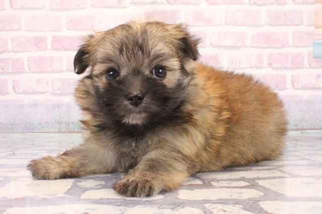 滋賀県のポメマル/マルポメ(ポメラニアン×マルチーズ) (Coo&RIKU長浜店/2025年12月7日生まれ/女の子/フォーン)の子犬の3枚目の画像