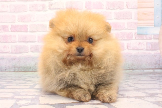 大阪府のポメラニアン (Coo&RIKU茶屋町店/2025年12月7日生まれ/女の子/オレンジ)の子犬の1枚目の画像