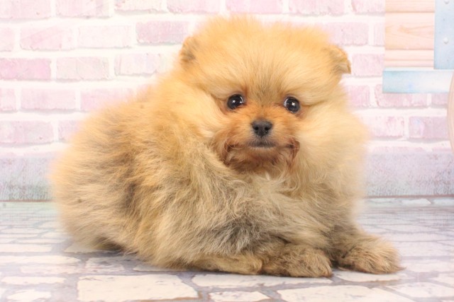 大阪府のポメラニアン (Coo&RIKU茶屋町店/2025年12月7日生まれ/女の子/オレンジ)の子犬の2枚目の画像