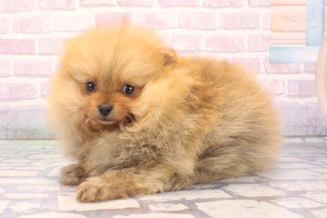 大阪府のポメラニアン (Coo&RIKU茶屋町店/2025年12月7日生まれ/女の子/オレンジ)の子犬の3枚目の画像