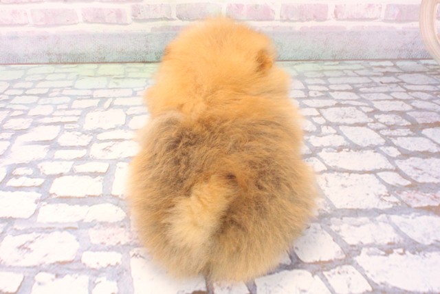 大阪府のポメラニアン (Coo&RIKU茶屋町店/2025年12月7日生まれ/女の子/オレンジ)の子犬の4枚目の画像