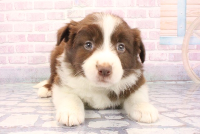 兵庫県のボーダーコリー (Coo&RIKU尼崎店/2025年12月7日生まれ/女の子/チョコレートホワイト)の子犬の1枚目の画像