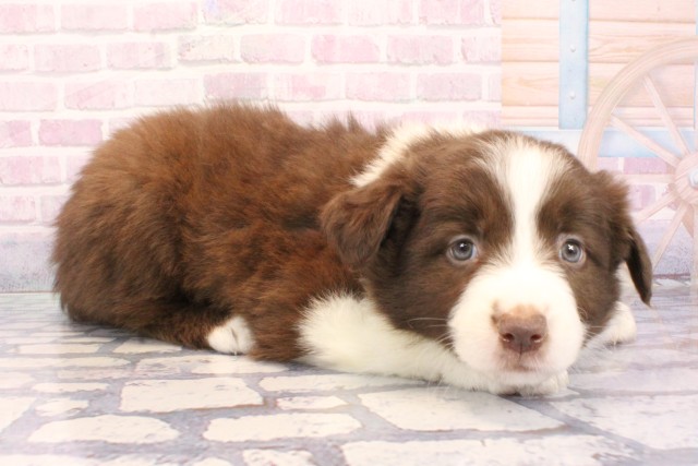 兵庫県のボーダーコリー (Coo&RIKU尼崎店/2025年12月7日生まれ/女の子/チョコレートホワイト)の子犬の2枚目の画像