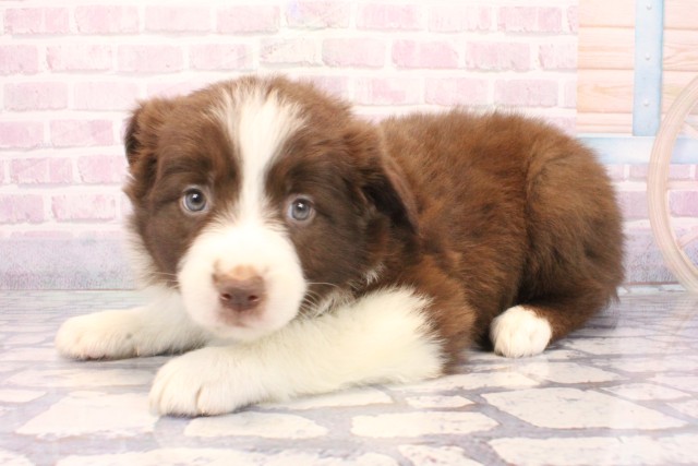 兵庫県のボーダーコリー (Coo&RIKU尼崎店/2025年12月7日生まれ/女の子/チョコレートホワイト)の子犬の3枚目の画像