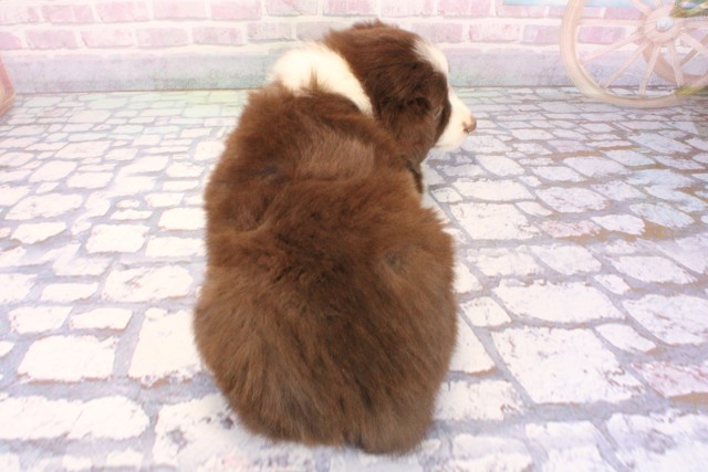 兵庫県のボーダーコリー (Coo&RIKU尼崎店/2025年12月7日生まれ/女の子/チョコレートホワイト)の子犬の4枚目の画像