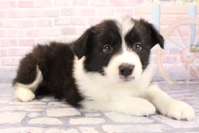 大阪府のボーダーコリー (Coo&RIKU枚方店/2025年12月7日生まれ/男の子/ブラックホワイト)の子犬の2枚目の画像