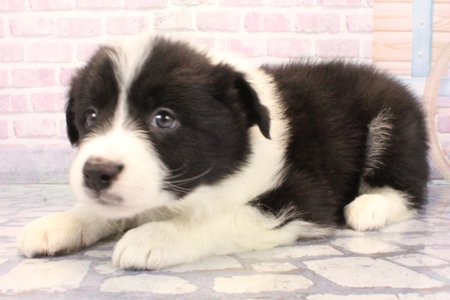 大阪府のボーダーコリー (Coo&RIKU枚方店/2025年12月7日生まれ/男の子/ブラックホワイト)の子犬の3枚目の画像