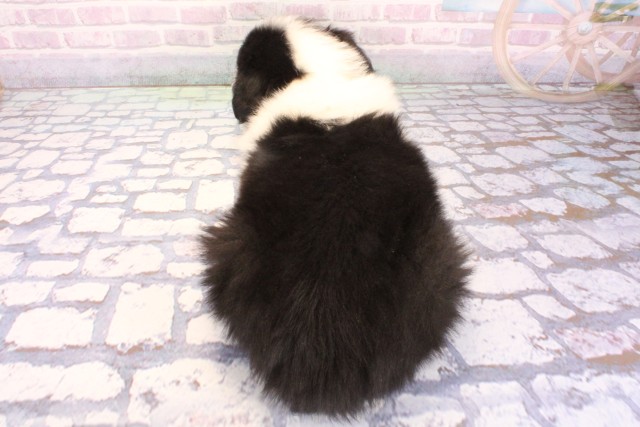 大阪府のボーダーコリー (Coo&RIKU枚方店/2025年12月7日生まれ/男の子/ブラックホワイト)の子犬の4枚目の画像