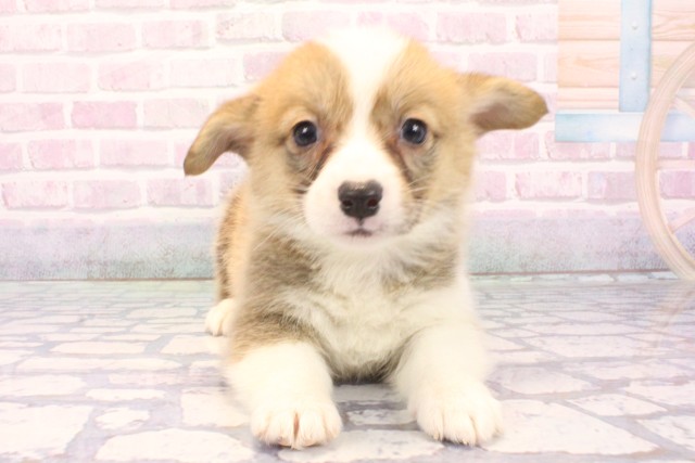和歌山県のウェルシュコーギーペンブローク (Coo&RIKU和歌山店/2025年12月6日生まれ/男の子/セーブルホワイト)の子犬の1枚目の画像