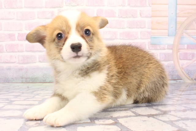 和歌山県のウェルシュコーギーペンブローク (Coo&RIKU和歌山店/2025年12月6日生まれ/男の子/セーブルホワイト)の子犬の3枚目の画像