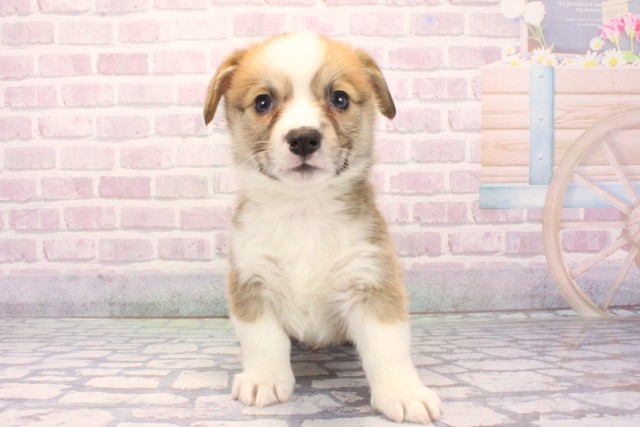 京都府のウェルシュコーギーペンブローク (Coo&RIKU京都河原町店/2025年12月6日生まれ/男の子/セーブルホワイト)の子犬