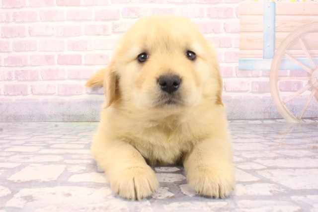 滋賀県のゴールデンレトリバー (Coo&RIKU滋賀草津店/2025年12月6日生まれ/女の子/ゴールデン)の子犬の1枚目の画像