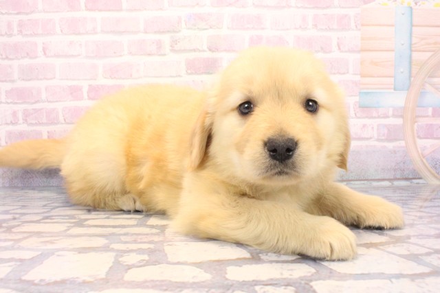 滋賀県のゴールデンレトリバー (Coo&RIKU滋賀草津店/2025年12月6日生まれ/女の子/ゴールデン)の子犬の2枚目の画像