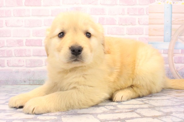 滋賀県のゴールデンレトリバー (Coo&RIKU滋賀草津店/2025年12月6日生まれ/女の子/ゴールデン)の子犬の3枚目の画像