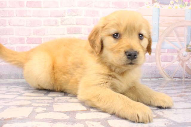 大阪府のゴールデンレトリバー (Coo&RIKU枚方店/2025年12月6日生まれ/女の子/ゴールデン)の子犬の2枚目の画像