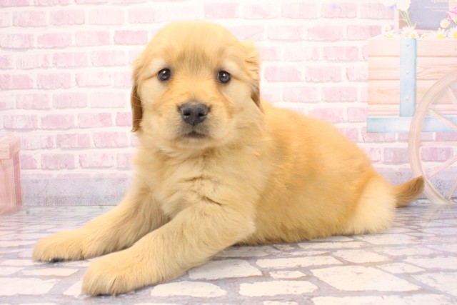 大阪府のゴールデンレトリバー (Coo&RIKU枚方店/2025年12月6日生まれ/女の子/ゴールデン)の子犬の3枚目の画像
