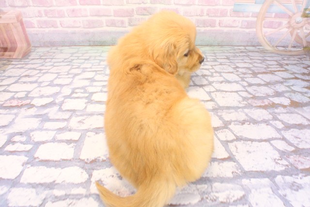 大阪府のゴールデンレトリバー (Coo&RIKU枚方店/2025年12月6日生まれ/女の子/ゴールデン)の子犬の4枚目の画像