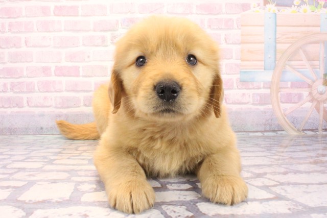 和歌山県のゴールデンレトリバー (Coo&RIKU和歌山店/2025年12月6日生まれ/男の子/ゴールデン)の子犬の1枚目の画像