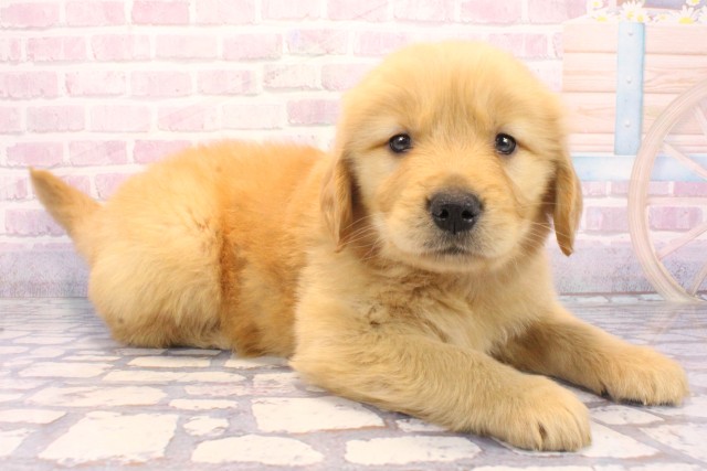 和歌山県のゴールデンレトリバー (Coo&RIKU和歌山店/2025年12月6日生まれ/男の子/ゴールデン)の子犬の2枚目の画像