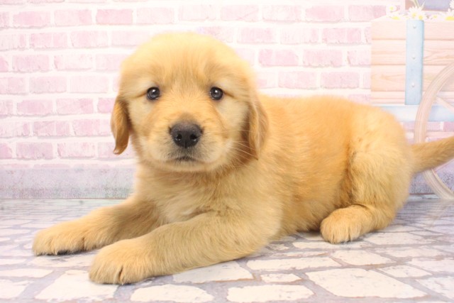 和歌山県のゴールデンレトリバー (Coo&RIKU和歌山店/2025年12月6日生まれ/男の子/ゴールデン)の子犬の3枚目の画像