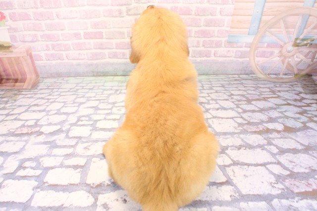 和歌山県のゴールデンレトリバー (Coo&RIKU和歌山店/2025年12月6日生まれ/男の子/ゴールデン)の子犬の4枚目の画像