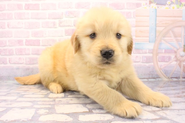 兵庫県のゴールデンレトリバー (Coo&RIKU明石店/2025年12月6日生まれ/男の子/ゴールデン)の子犬の2枚目の画像