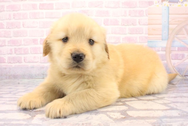 兵庫県のゴールデンレトリバー (Coo&RIKU明石店/2025年12月6日生まれ/男の子/ゴールデン)の子犬の3枚目の画像