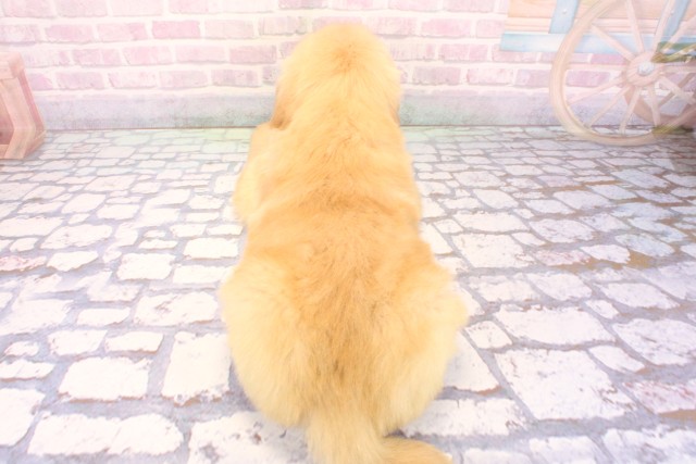 兵庫県のゴールデンレトリバー (Coo&RIKU明石店/2025年12月6日生まれ/男の子/ゴールデン)の子犬の4枚目の画像