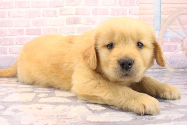 大阪府のゴールデンレトリバー (Coo&RIKU阿倍野店/2025年12月6日生まれ/男の子/ゴールデン)の子犬の2枚目の画像