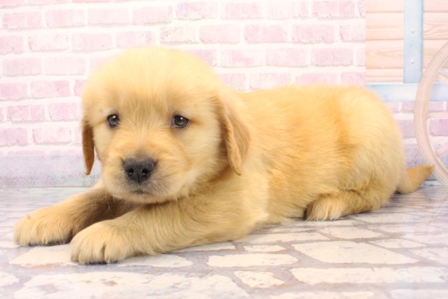 大阪府のゴールデンレトリバー (Coo&RIKU阿倍野店/2025年12月6日生まれ/男の子/ゴールデン)の子犬の3枚目の画像