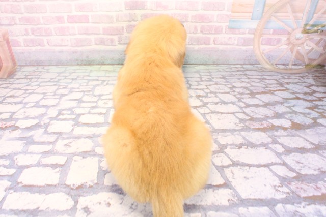 大阪府のゴールデンレトリバー (Coo&RIKU阿倍野店/2025年12月6日生まれ/男の子/ゴールデン)の子犬の4枚目の画像