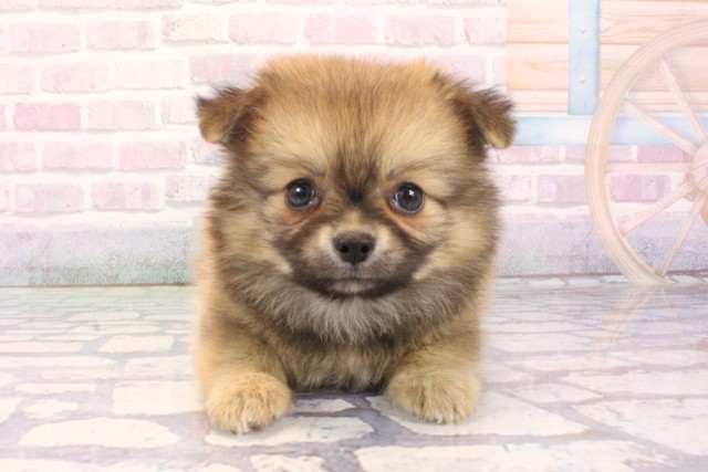 大阪府のポメチワ/チワポメ/ポメチー(ポメラニアン×チワワ) (Coo&RIKU松原店/2025年12月4日生まれ/男の子/フォーン)の子犬の1枚目の画像