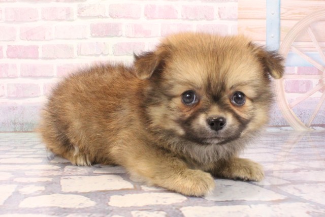 大阪府のポメチワ/チワポメ/ポメチー(ポメラニアン×チワワ) (Coo&RIKU松原店/2025年12月4日生まれ/男の子/フォーン)の子犬の2枚目の画像