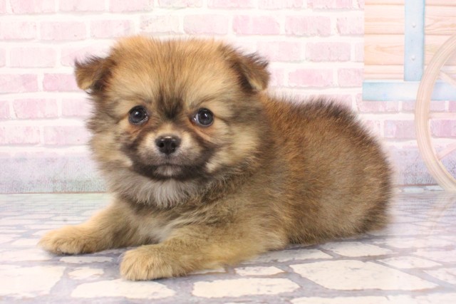 大阪府のポメチワ/チワポメ/ポメチー(ポメラニアン×チワワ) (Coo&RIKU松原店/2025年12月4日生まれ/男の子/フォーン)の子犬の3枚目の画像