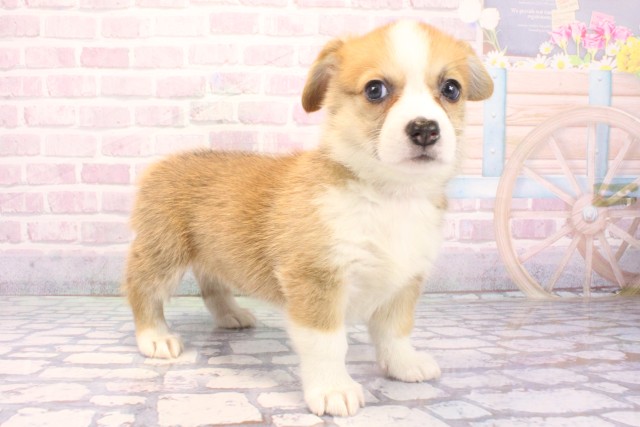 滋賀県のウェルシュコーギーペンブローク (Coo&RIKU東近江店/2025年12月6日生まれ/女の子/セーブルホワイト)の子犬の2枚目の画像