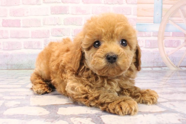 大阪府のトイプードル(トイ) (Coo&RIKU梅田店/2025年12月5日生まれ/男の子/オレンジフォーン)の子犬の2枚目の画像