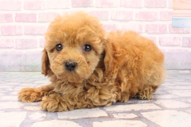 大阪府のトイプードル(トイ) (Coo&RIKU梅田店/2025年12月5日生まれ/男の子/オレンジフォーン)の子犬の3枚目の画像