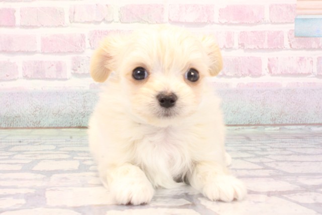兵庫県のチワマル/マルチワ(チワワ×マルチーズ) (Coo&RIKU神戸垂水店/2025年12月6日生まれ/男の子/ホワイト)の子犬の1枚目の画像