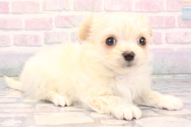 兵庫県のチワマル/マルチワ(チワワ×マルチーズ) (Coo&RIKU神戸垂水店/2025年12月6日生まれ/男の子/ホワイト)の子犬の2枚目の画像