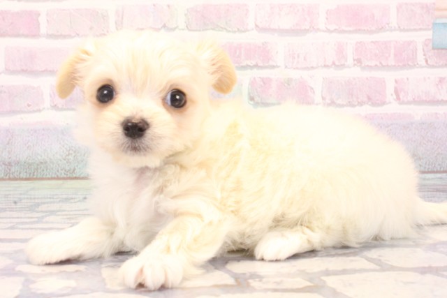 兵庫県のチワマル/マルチワ(チワワ×マルチーズ) (Coo&RIKU神戸垂水店/2025年12月6日生まれ/男の子/ホワイト)の子犬の3枚目の画像