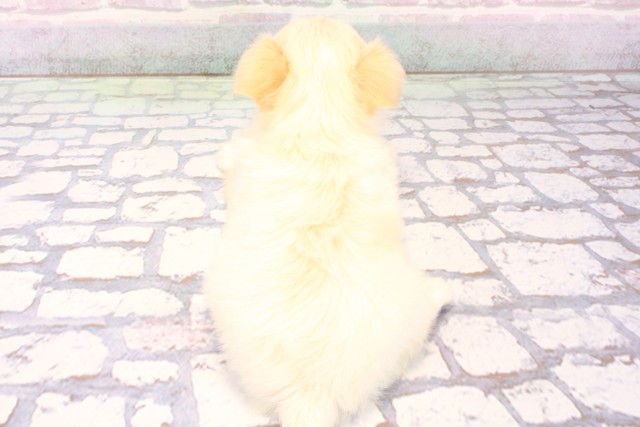 兵庫県のチワマル/マルチワ(チワワ×マルチーズ) (Coo&RIKU神戸垂水店/2025年12月6日生まれ/男の子/ホワイト)の子犬の4枚目の画像