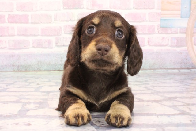 京都府のミニチュアダックスフンド(ロング) (Coo&RIKU京都河原町店/2025年12月5日生まれ/女の子/チョコレートタン)の子犬