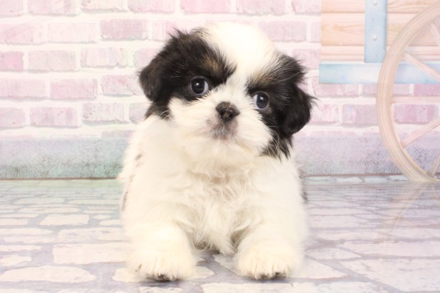 大阪府のチワズー/チワシーズ(チワワ×シーズー) (Coo&RIKU心斎橋店/2025年12月6日生まれ/女の子/ブラックホワイト)の子犬の1枚目の画像