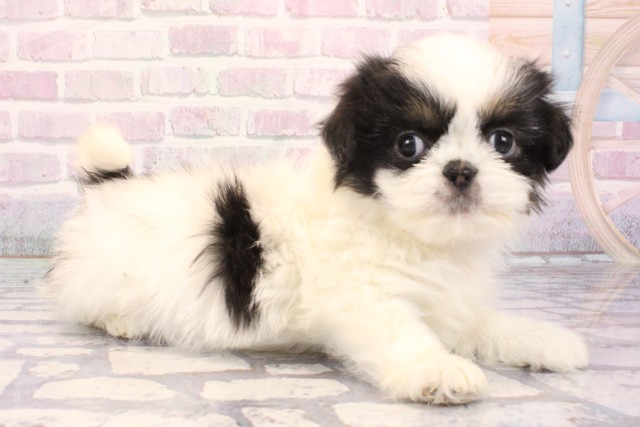 大阪府のチワズー/チワシーズ(チワワ×シーズー) (Coo&RIKU心斎橋店/2025年12月6日生まれ/女の子/ブラックホワイト)の子犬の2枚目の画像