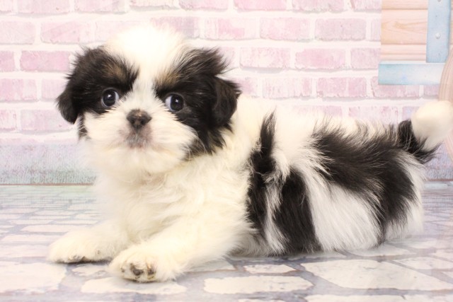 大阪府のチワズー/チワシーズ(チワワ×シーズー) (Coo&RIKU心斎橋店/2025年12月6日生まれ/女の子/ブラックホワイト)の子犬の3枚目の画像