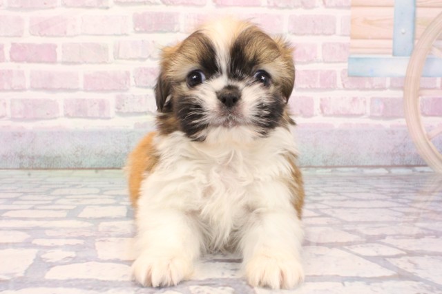 滋賀県のチワズー/チワシーズ(チワワ×シーズー) (Coo&RIKUアヤハディオ水口店/2025年12月6日生まれ/男の子/ホワイトゴールド)の子犬の1枚目の画像