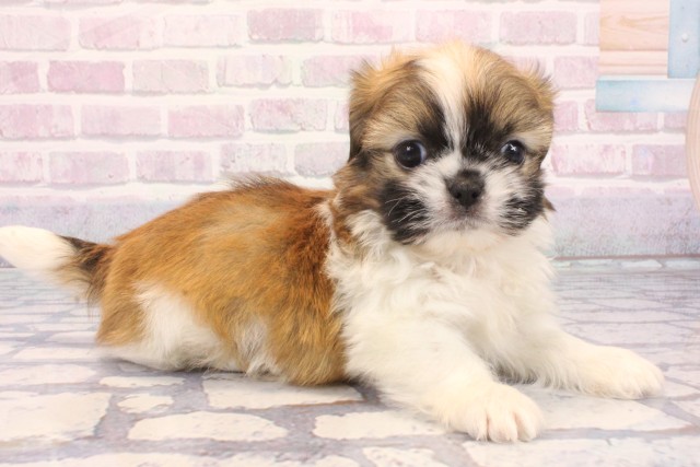 滋賀県のチワズー/チワシーズ(チワワ×シーズー) (Coo&RIKUアヤハディオ水口店/2025年12月6日生まれ/男の子/ホワイトゴールド)の子犬の2枚目の画像