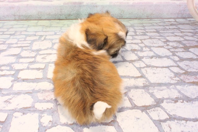 滋賀県のチワズー/チワシーズ(チワワ×シーズー) (Coo&RIKUアヤハディオ水口店/2025年12月6日生まれ/男の子/ホワイトゴールド)の子犬の4枚目の画像